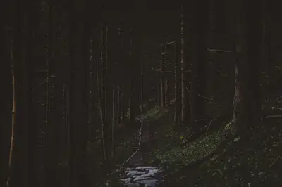 A path through a forest
