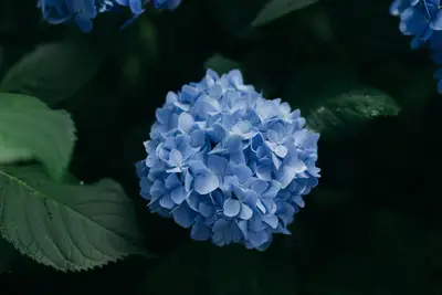 A blue flower with green leaves