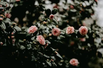 A close up of a bush with pink flowers