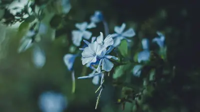 A close up of a flower