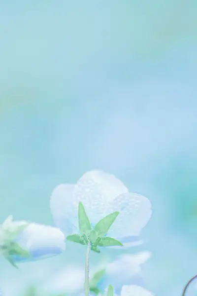 A close up of a flower