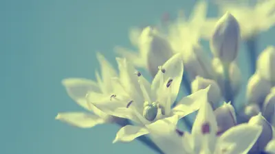 A close up of a flower