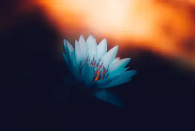 A close up of a flower