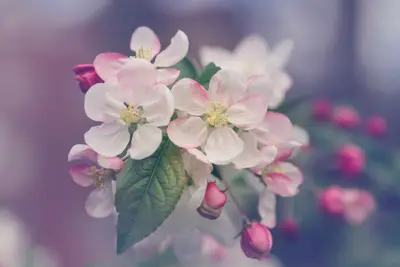 A close up of a flower
