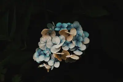 A close up of a flower