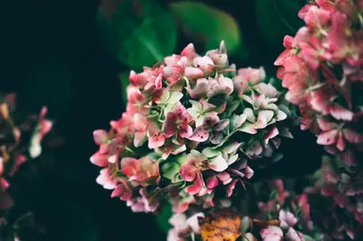 A close up of a flower