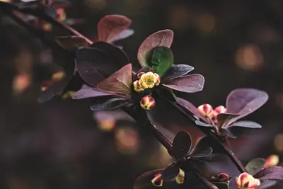 A close up of a plant
