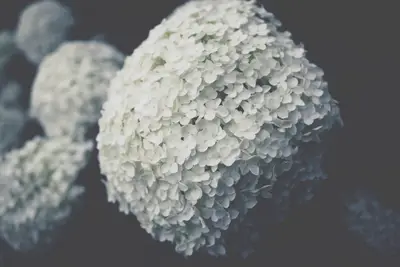 A close up of a white ball of flowers