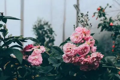A group of pink flowers