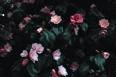 A group of pink flowers on a bush