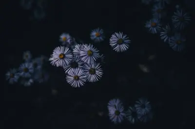 A group of purple flowers