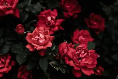 A group of red flowers