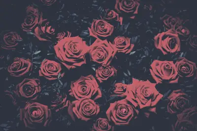 A group of roses on a dark background