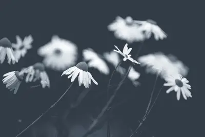 A group of white flowers