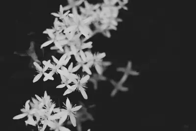 A group of white flowers