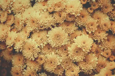 A group of yellow flowers