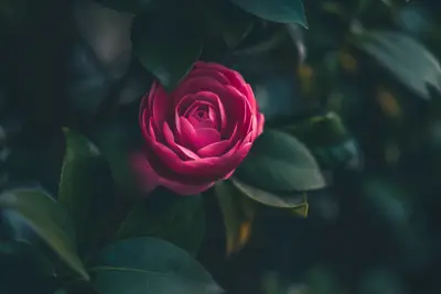 A pink flower on a plant