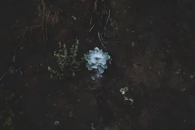A plant growing in the dirt