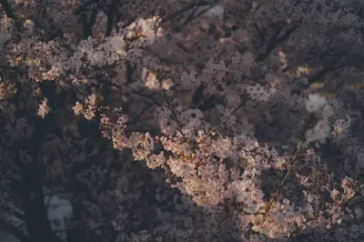 A tree with white flowers
