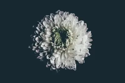 A white flower with green center