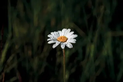 A white flower with water drops on it