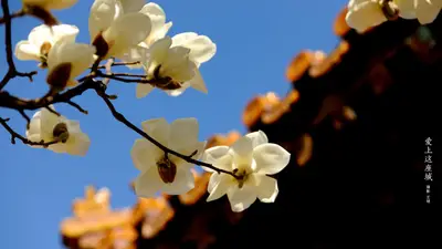 A white flowers on a tree branch