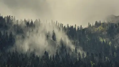 A foggy forest with trees