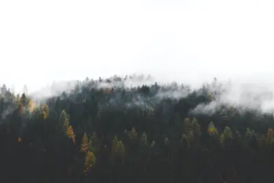 A foggy forest with trees