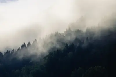 A foggy forest with trees