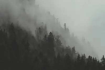A foggy mountain with trees