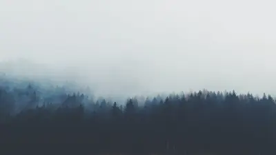 A forest of trees with fog