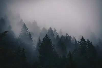 A group of trees in the fog