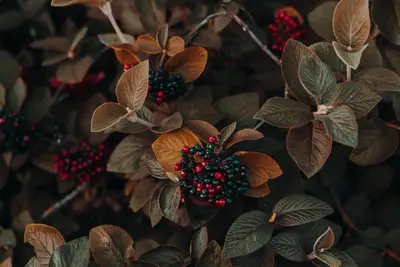 A close up of a plant