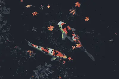 A fish swimming in water