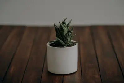 A small potted plant on a wood surface