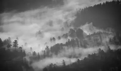 A foggy forest with trees