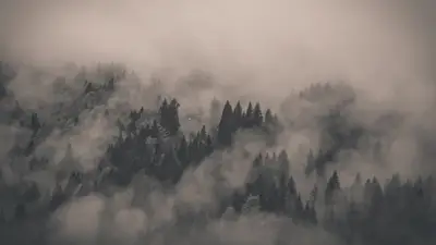 A foggy forest with trees