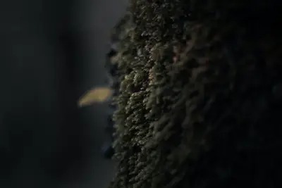 A close up of a plant