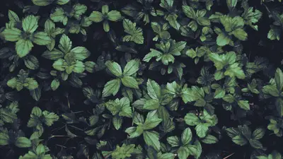 A close up of leaves
