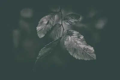 A close up of leaves