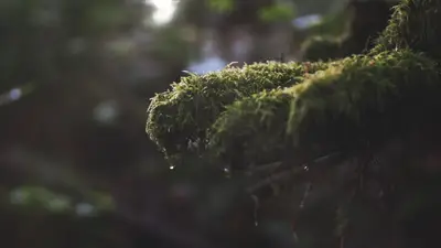 A close up of moss on a branch