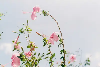 A close up of pink flowers