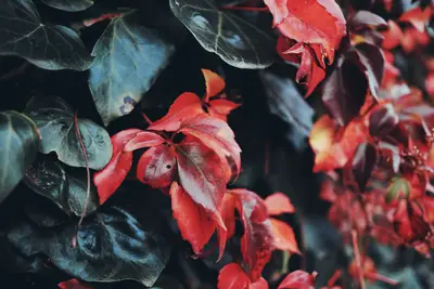 A close up of red leaves