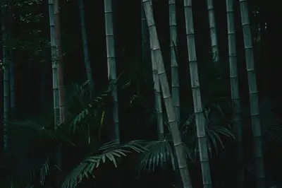 A group of bamboo trees