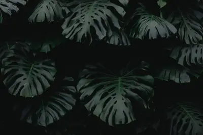 A group of dark leaves
