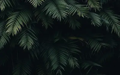 A group of green leaves