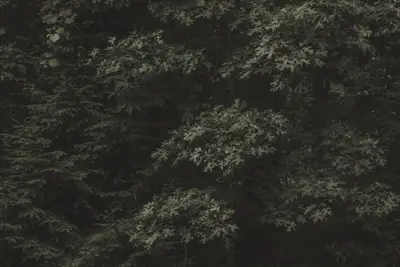 A group of trees with green leaves