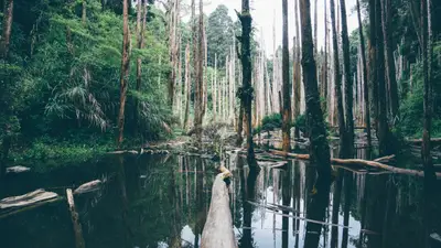 A log in a body of water surrounded by trees