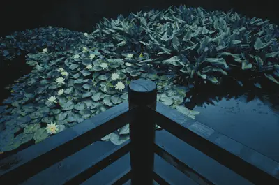 A pond with lily pads and a wooden fence