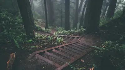 A wooden stairs in a forest